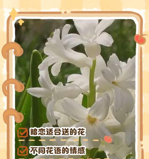 什么花代表希望？花语中希望的花朵有哪些？