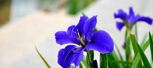 破碎花语是什么意思？如何理解破碎花语的深层含义？