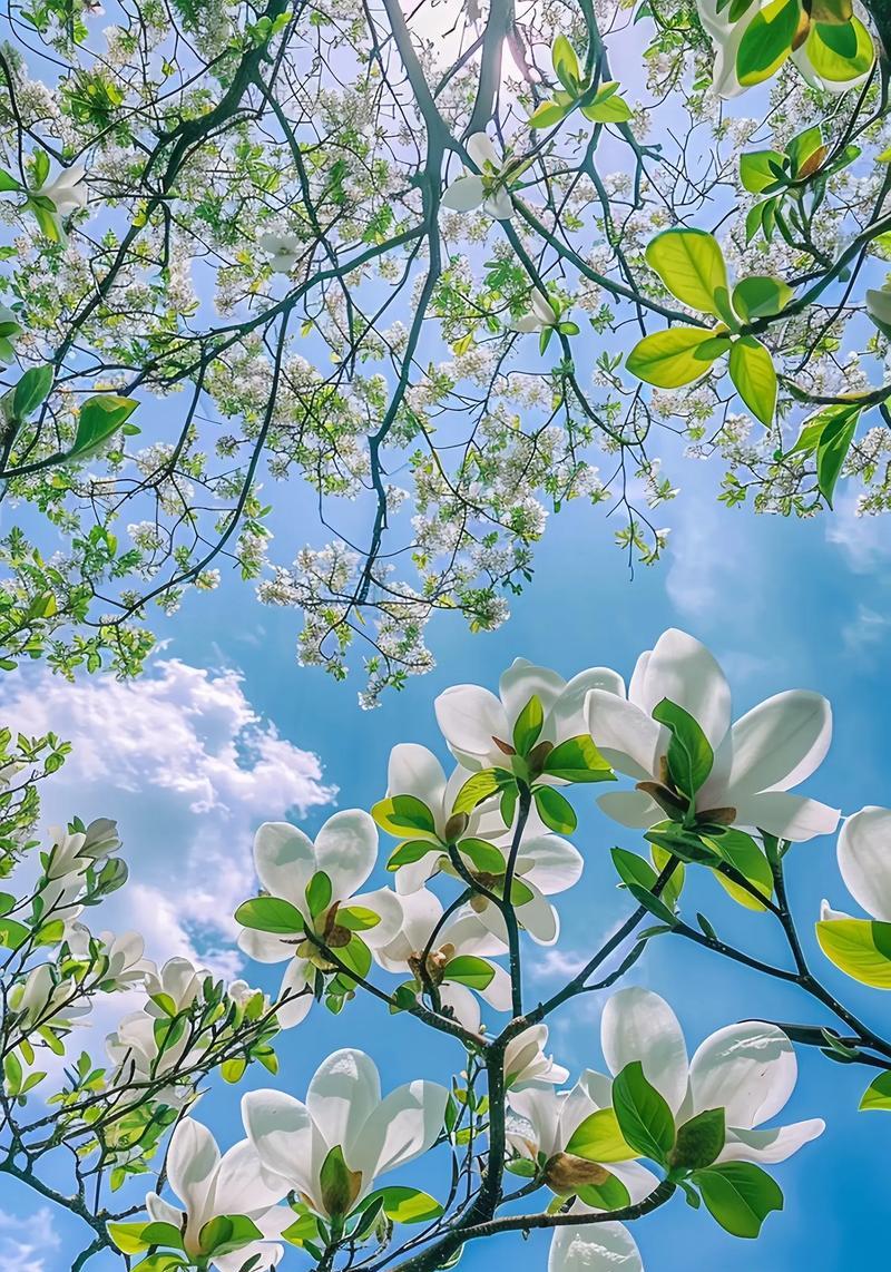 友谊的花语是什么花？哪种花最能代表友情？