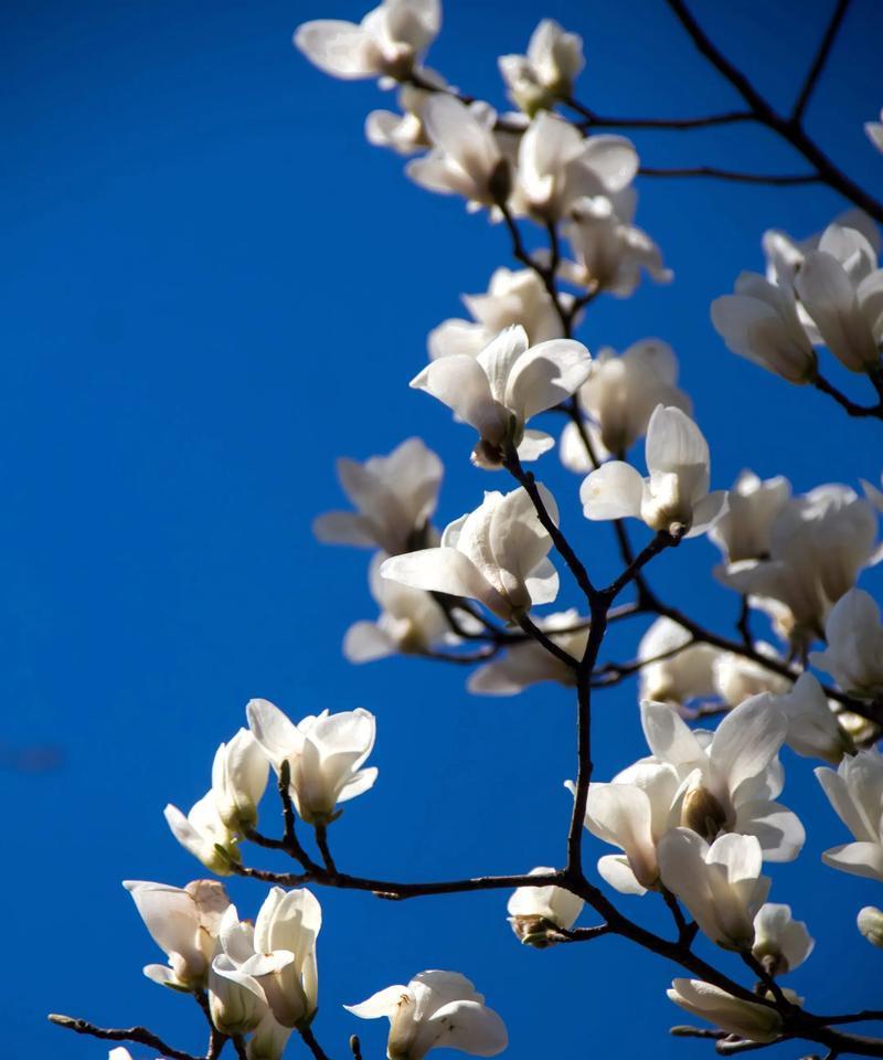 友谊的花语是什么花？哪种花最能代表友情？