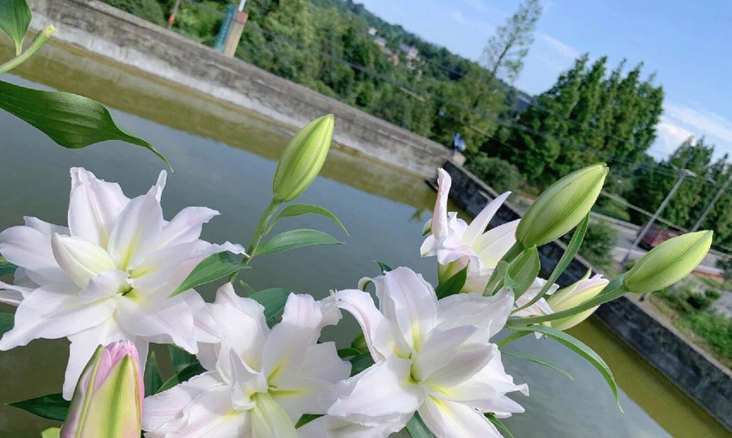 友谊的花语是什么花？哪种花最能代表友情？