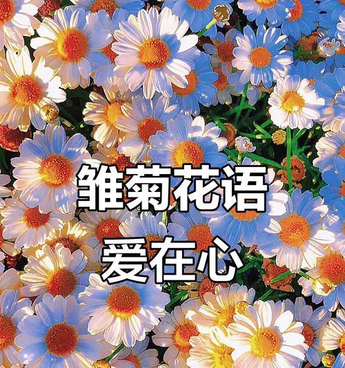 皱菊的花语是什么？了解皱菊的象征意义和用途？