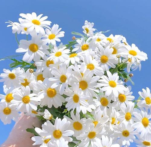 皱菊的花语是什么？了解皱菊的象征意义和用途？