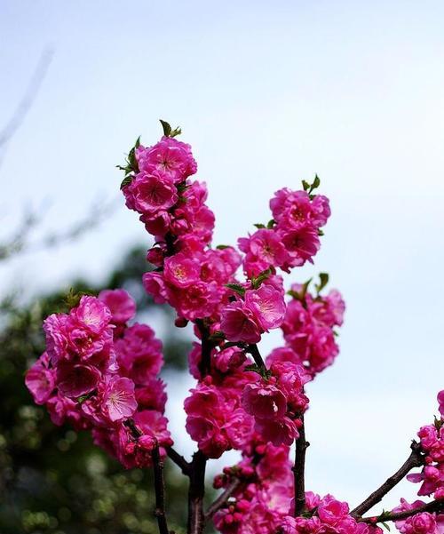 百花中象征着美好的花是什么花？如何识别和欣赏？
