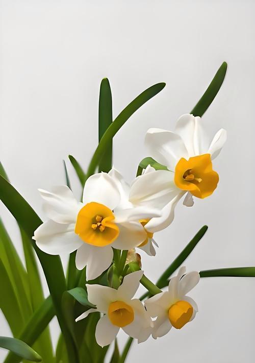 水仙花的花语是什么？如何正确解读水仙花的含义？