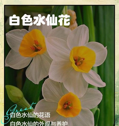 水仙花的花语是什么？如何正确解读水仙花的含义？