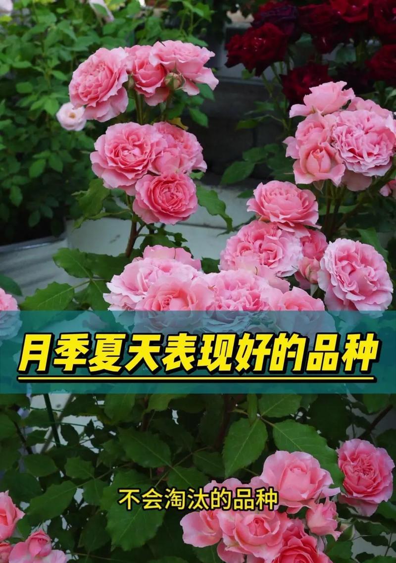 月季花象征着什么？月季花的含义和象征意义是什么？