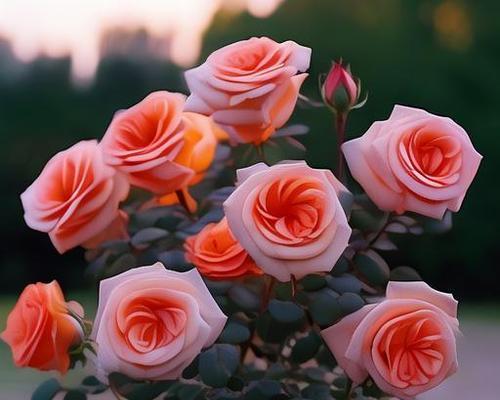 月季花象征着什么？月季花的含义和象征意义是什么？