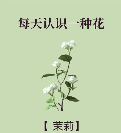 故事中象征爱情的花有哪些？它们各自代表什么含义？