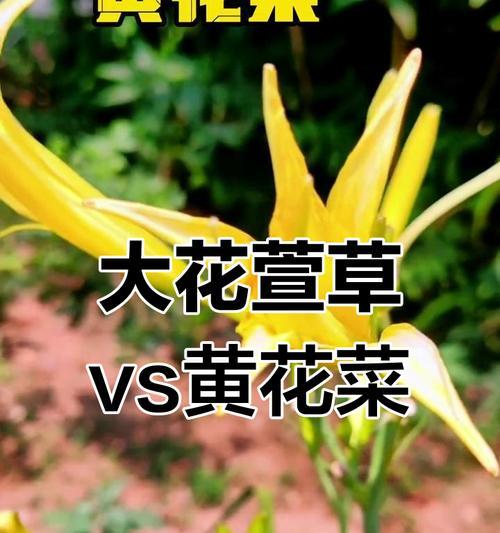 菜做的花什么寓意好呢？如何选择合适的花语？