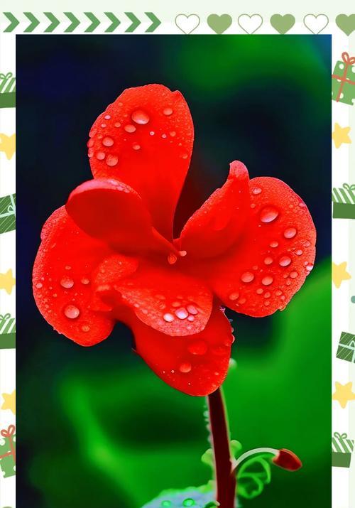 什么花象征的寓意特别好？如何选择寓意吉祥的花卉？