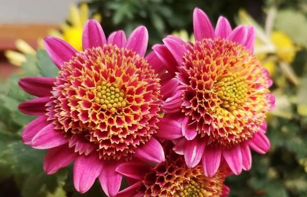 什么花象征的寓意特别好？如何选择寓意吉祥的花卉？