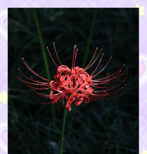 什么花的花语代表绝望？揭秘绝望之花的含义是什么？
