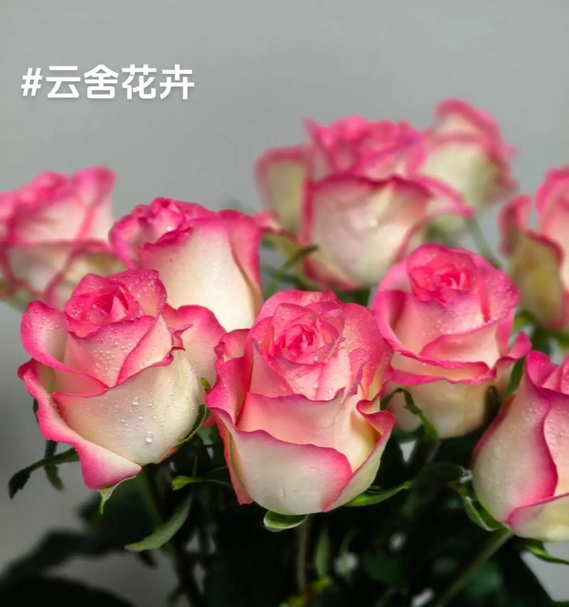 舍友象征爱意的花是什么花？如何表达爱意的花卉有哪些？