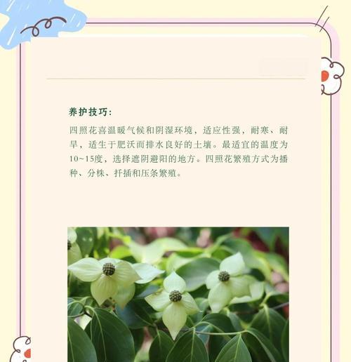 花送四朵的寓意和象征是什么？四朵花代表什么意义？