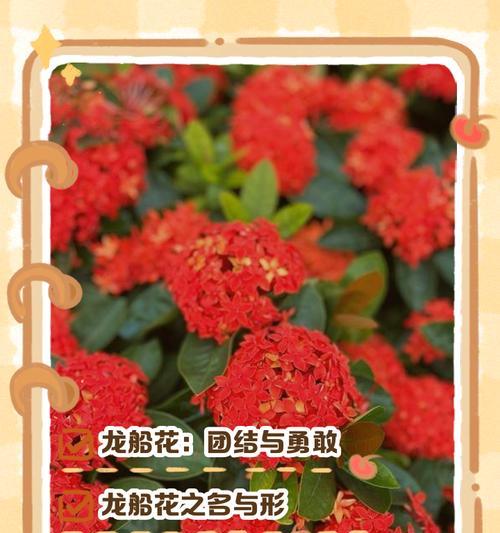 花送四朵的寓意和象征是什么？四朵花代表什么意义？