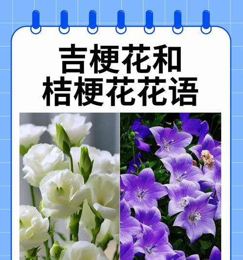 花送四朵的寓意和象征是什么？四朵花代表什么意义？