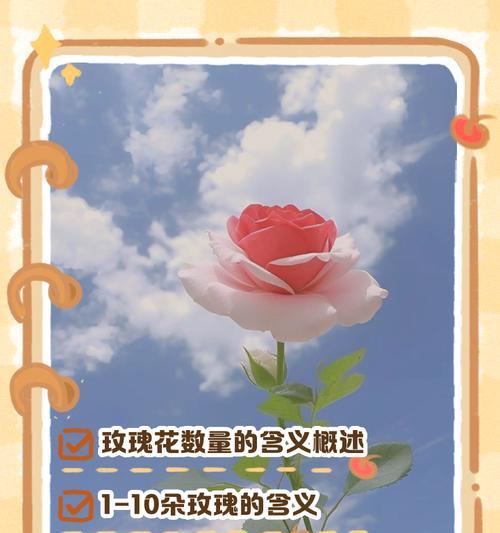 玫瑰花的寓意是什么？不同颜色和数量的玫瑰代表什么含义？