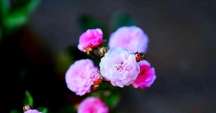 姐妹花的含义象征是什么？如何理解其文化意义？