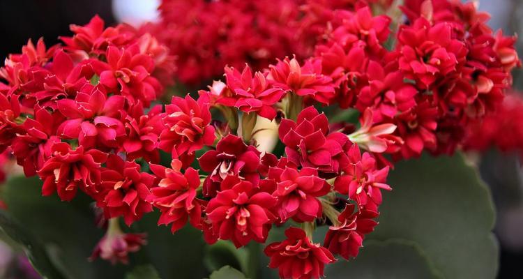 长寿花语什么花最好看？如何挑选寓意吉祥的花卉？