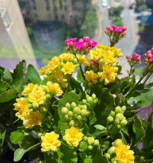 长寿花语什么花最好看？如何挑选寓意吉祥的花卉？