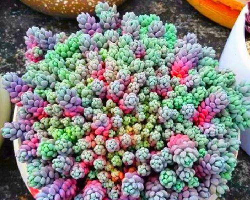 美人姬花的寓意和象征是什么？了解其背后的文化含义？