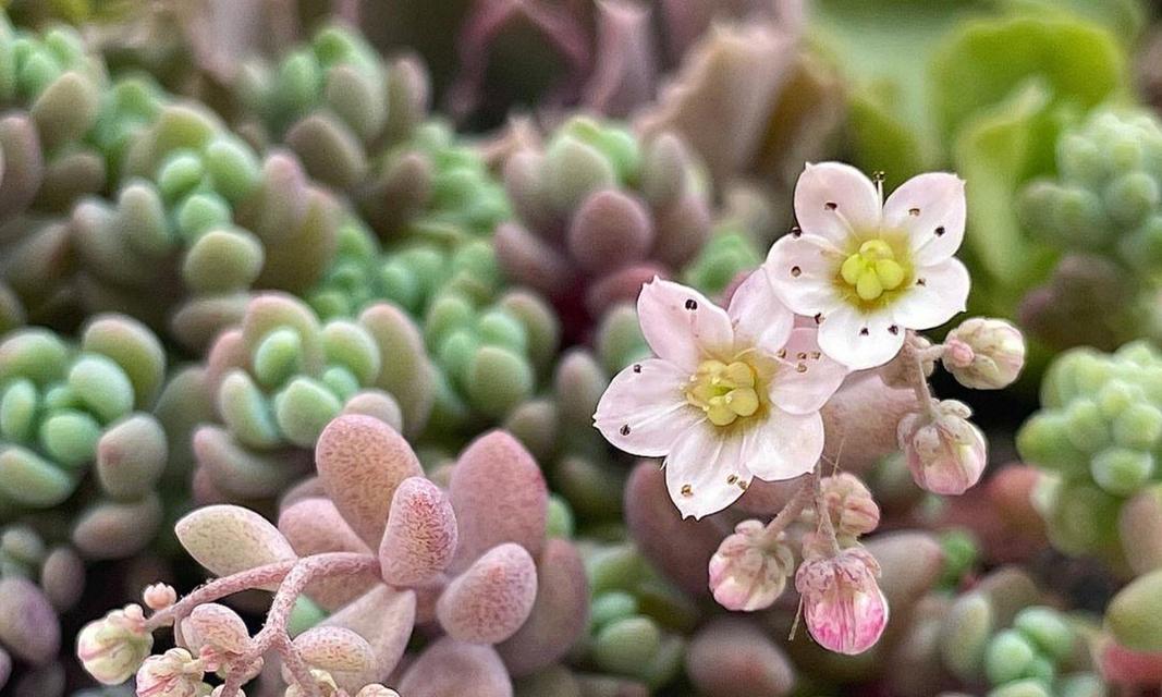 美人姬花的寓意和象征是什么？了解其背后的文化含义？