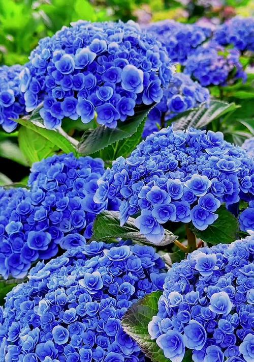 象征爱情忠贞花的花语是什么？如何表达爱的忠诚？