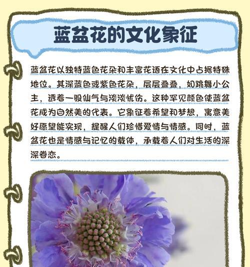 什么花象征着寡妇的爱情？了解花语背后的故事