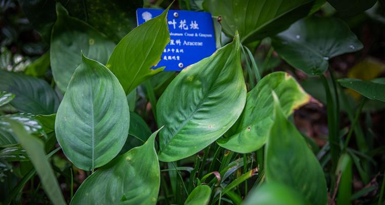 南烛的花语是什么？南烛花象征着什么含义？
