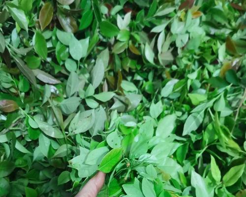 南烛的花语是什么？南烛花象征着什么含义？