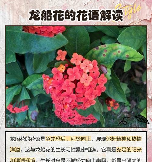 什么花代表着后悔？这种花的象征意义是什么？