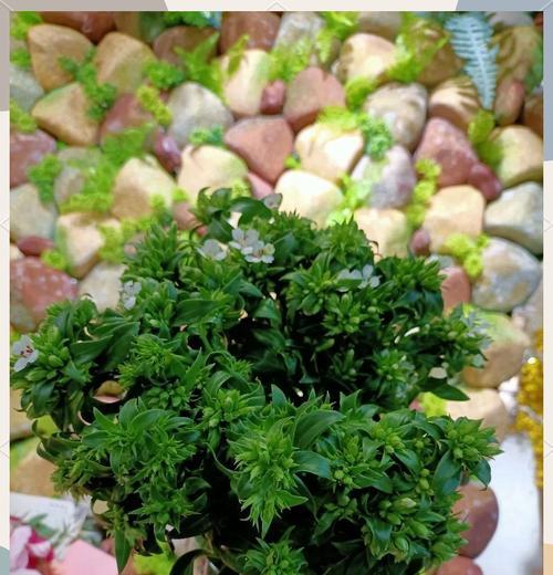白色相思梅花语是什么？了解梅花的象征意义和文化内涵？