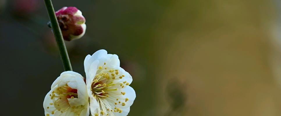 白色相思梅花语是什么？了解梅花的象征意义和文化内涵？