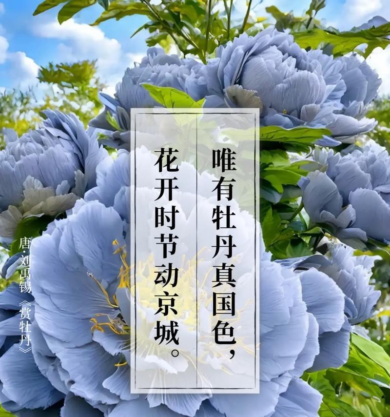 墓碑前放牡丹花代表什么含义？这种习俗背后有何深意？
