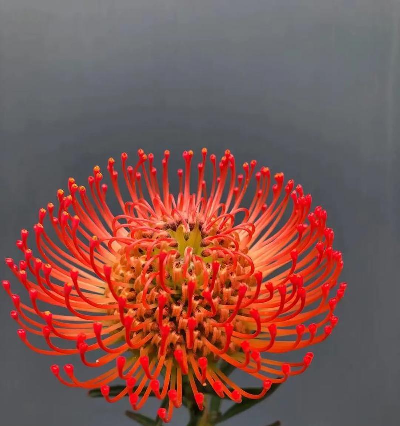 别针上的花代表什么寓意？如何正确解读这一符号？
