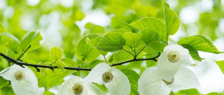 象征巧合的花是什么花？如何识别和了解其含义？