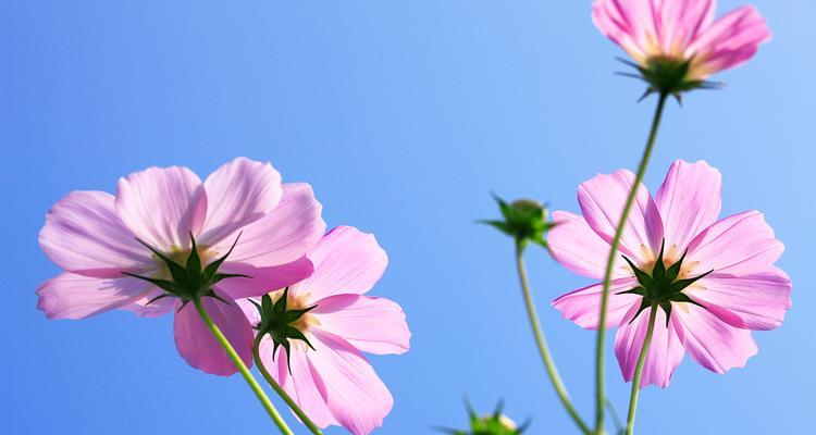 什么花代表着踏实勤劳？揭秘象征勤劳的花卉种类及含义？
