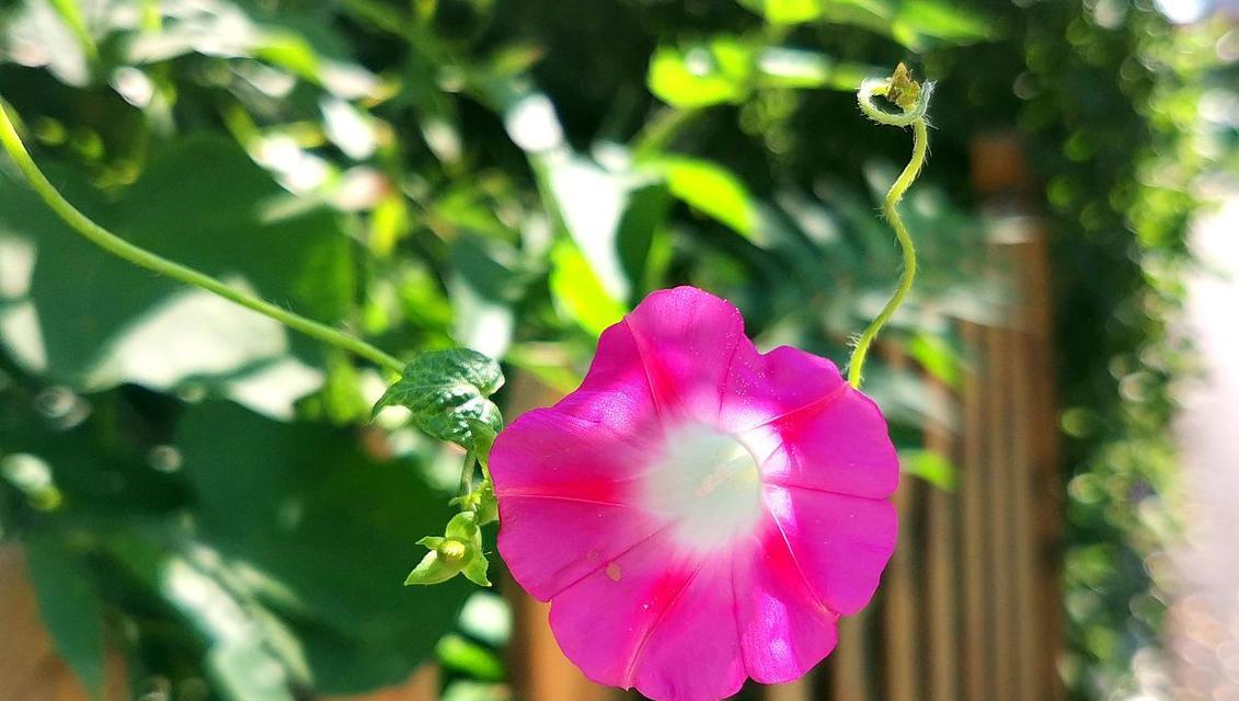 什么花代表着踏实勤劳？揭秘象征勤劳的花卉种类及含义？