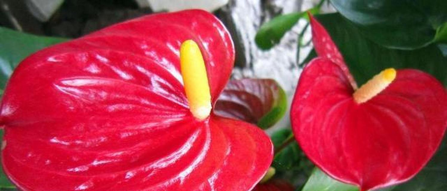 新年来临寓意的花是什么？哪种花象征新年到来？