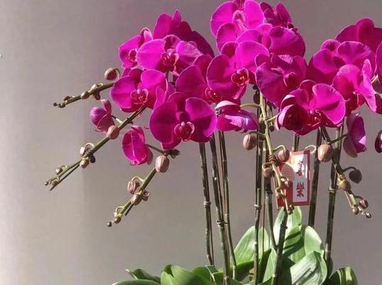 新年来临寓意的花是什么？哪种花象征新年到来？