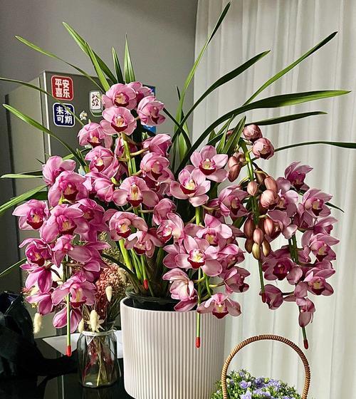 新年来临寓意的花是什么？哪种花象征新年到来？