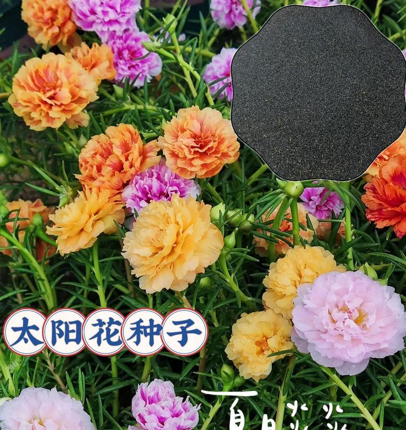 太阳花的花语是什么？如何用太阳花表达情感？