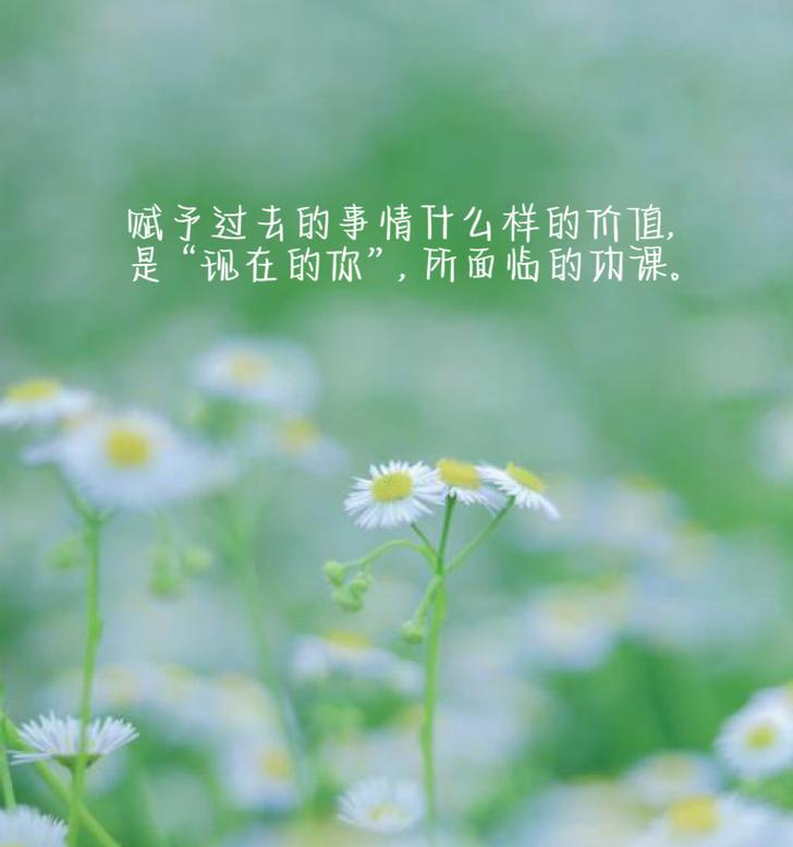 雏菊花语代表什么含义？如何解读雏菊花的花语？