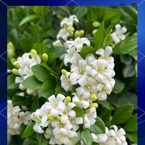 九里香的花语是什么？如何用九里香表达情感？