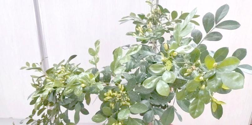 九里香的花语是什么？如何用九里香表达情感？