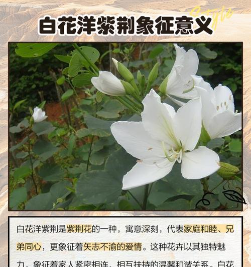 紫荆花语是什么？了解紫荆花的象征意义和文化内涵？
