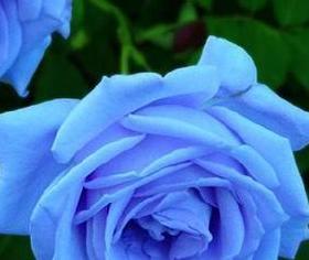 六瓣花代表的寓意是什么？六瓣花的象征意义有哪些？