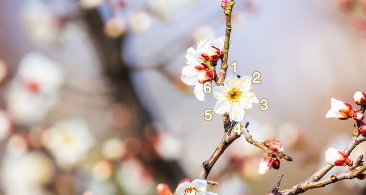 六瓣花代表的寓意是什么？六瓣花的象征意义有哪些？