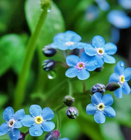 象征苦情的花是什么花？这种花的花语有哪些含义？